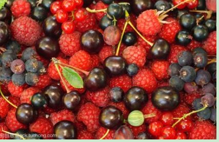 什锦的浆果 (树莓、 黑、 红醋栗、 萨斯卡通