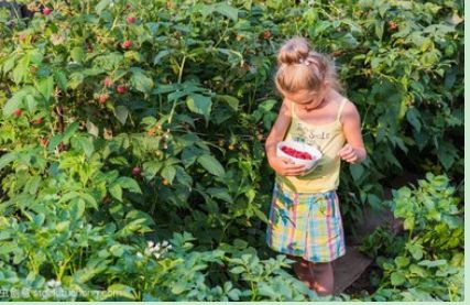 可爱的小女孩在花园里摘覆盆子